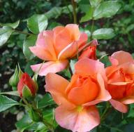 Чайно гибридные розы: фото и уход – лучшие советы от специалиста