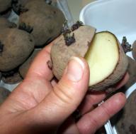 Посадка картофеля – три способа и мои отзывы о них (Карелия)