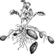 Картофель — Ботаническое описание и биологические особенности Применение в народной медицине