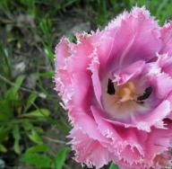 Подробное описание цветков и плодов тюльпана