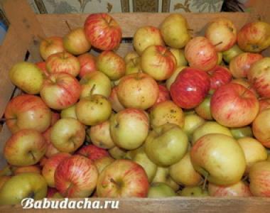 Как правильно привить яблоню осенью на старое дерево Как привить к старой яблоне другой сорт