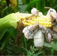 Головня пузырчатая кукурузы